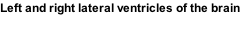 Left and right lateral ventricles of the brain